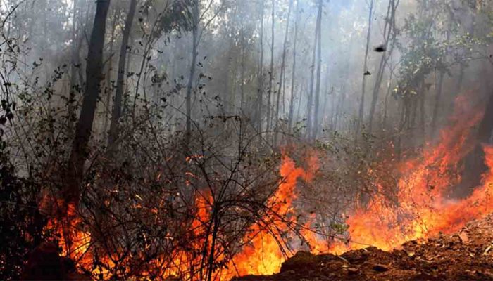 সুন্দরবনে আগুন নিভানোর কাজ শুরু হয়েছে